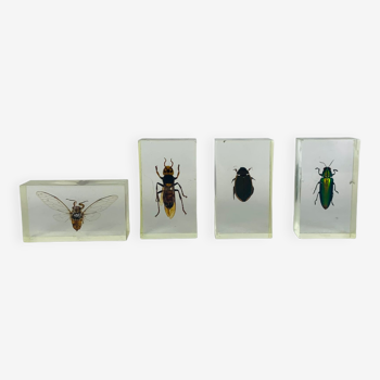 Set of 4 insects inclusion in resin