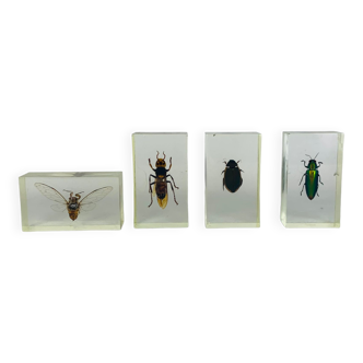 Lot de 4 insectes inclusions en résine