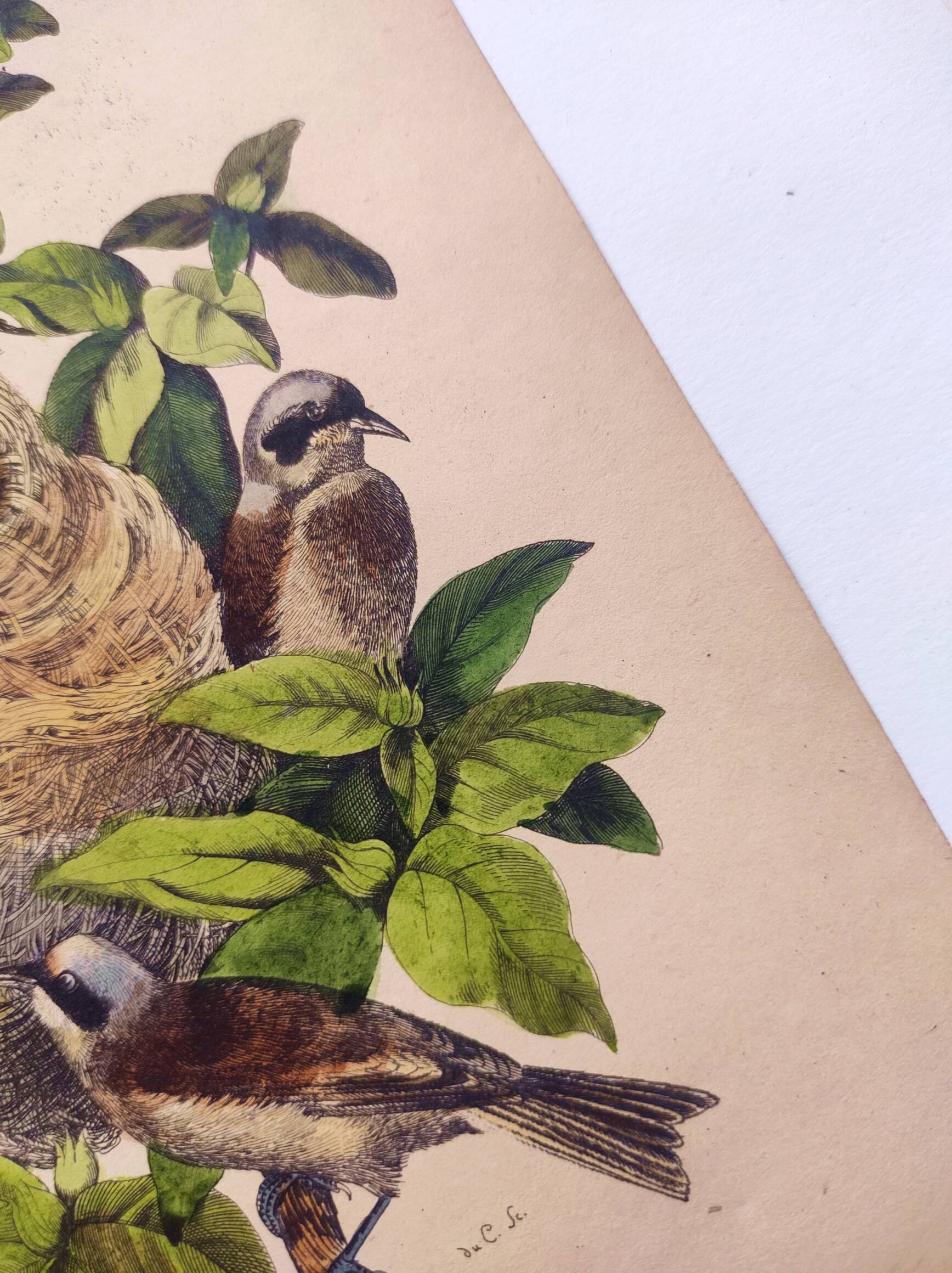 Original Engraving from 1839 -Remiz- Old hand-colored plate ornithology and birds