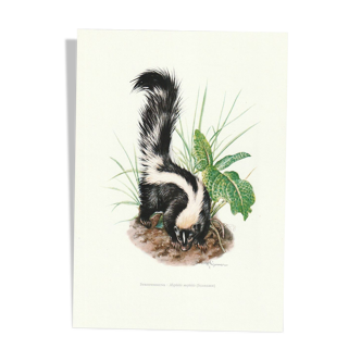 Vintage school print of a skunk