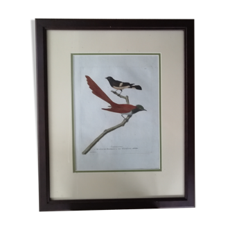 Old framed lithography by Martinet