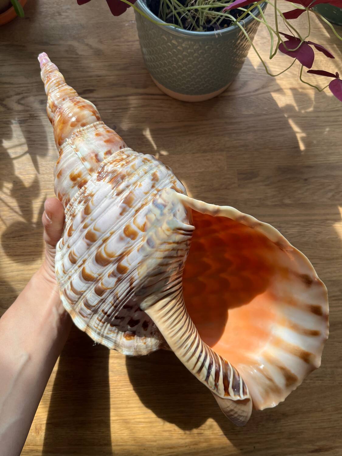 Shell - Charonia tritonis