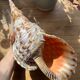 Shell - Charonia tritonis