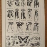 Lithograph on carrots - 1920