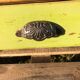 Table basse de ferme