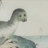 Original zoological board " seal & morse " - buffon 1840