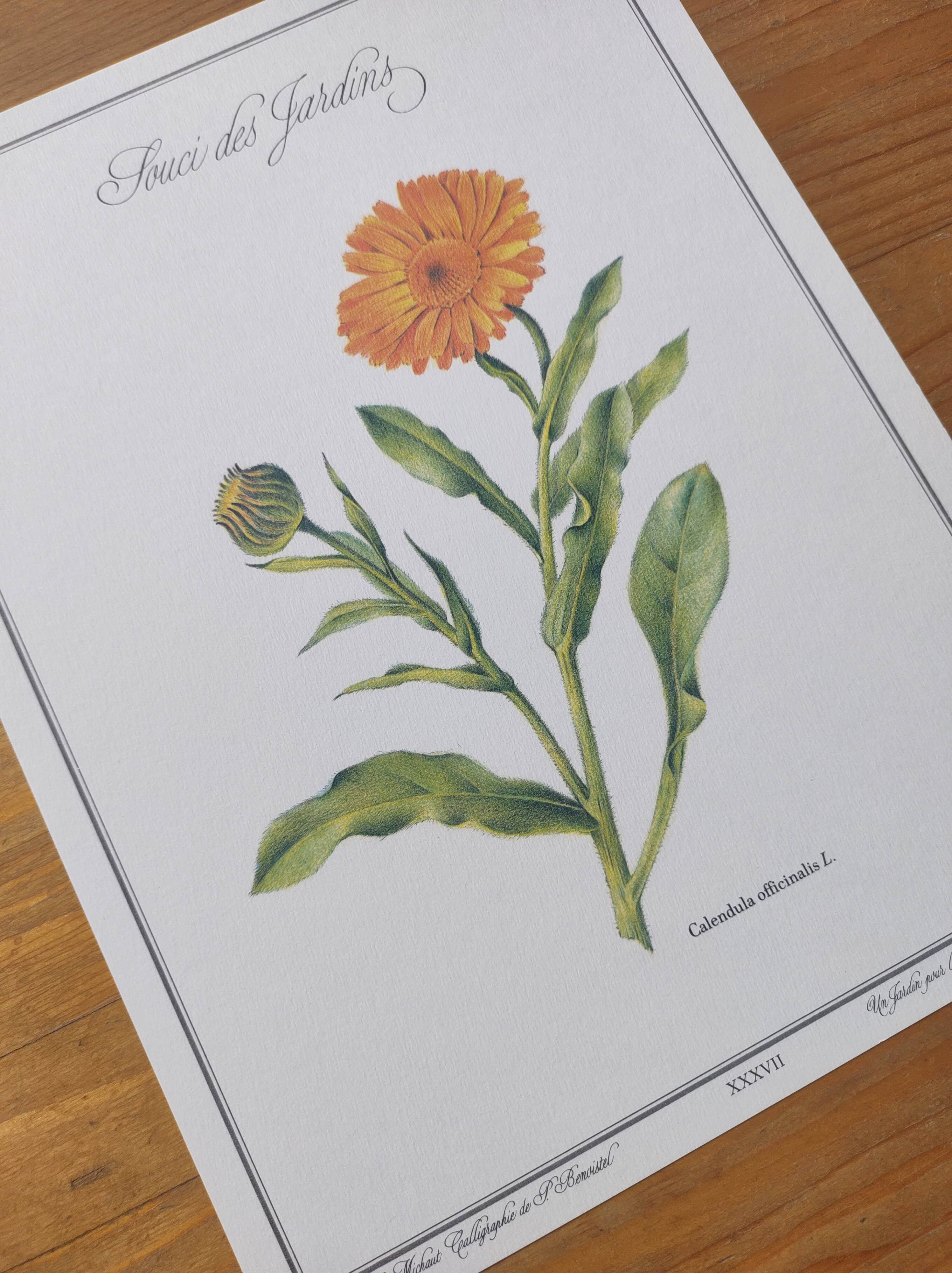 Botanical board -Garden Marigold- Pastel illustration of medicinal plants and flowers