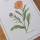Botanical board -Garden Marigold- Pastel illustration of medicinal plants and flowers