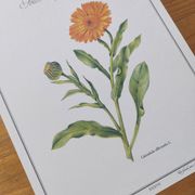 Botanical board -Garden Marigold- Pastel illustration of medicinal plants and flowers
