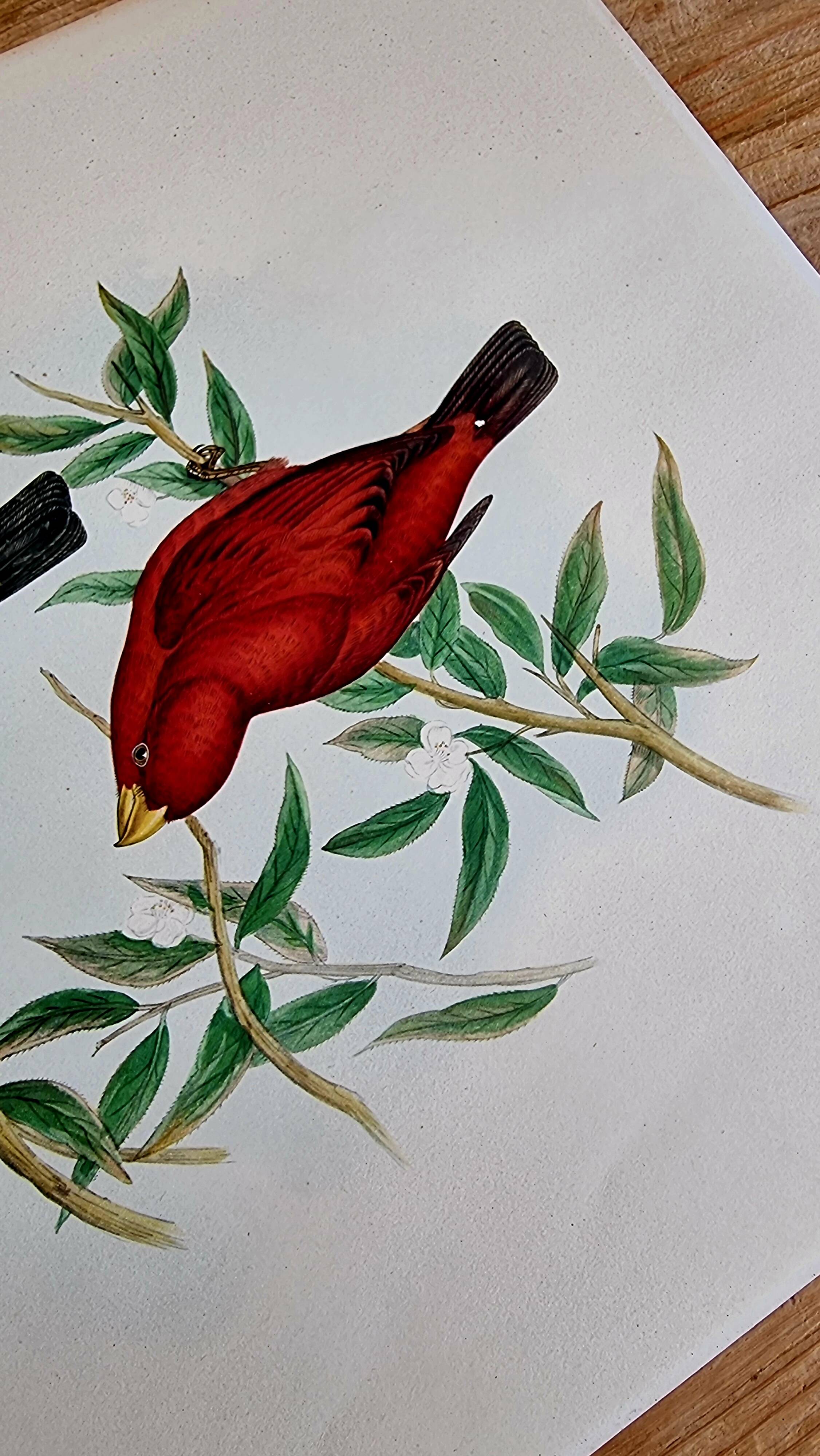 Bird lithograph "HAEMATOSPIZA SIPAHI" by J. Gould & H.C. Richter