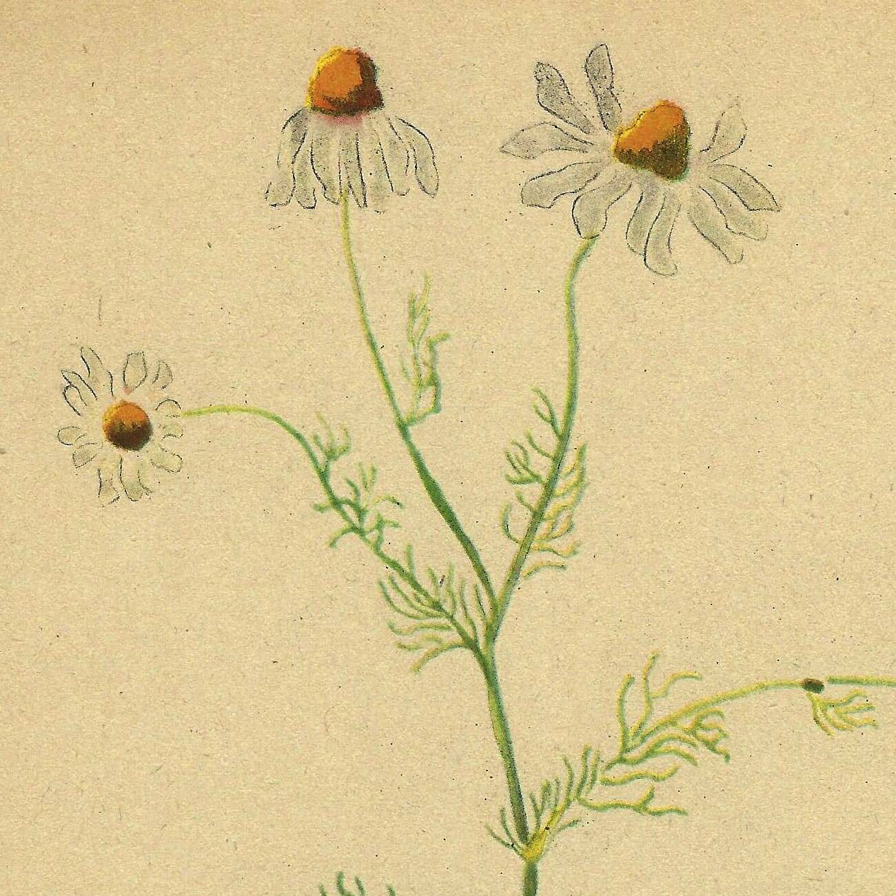 Old illustration 1948 - Chamomile by H. Strache - Botanical plate