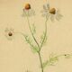 Old illustration 1948 - Chamomile by H. Strache - Botanical plate