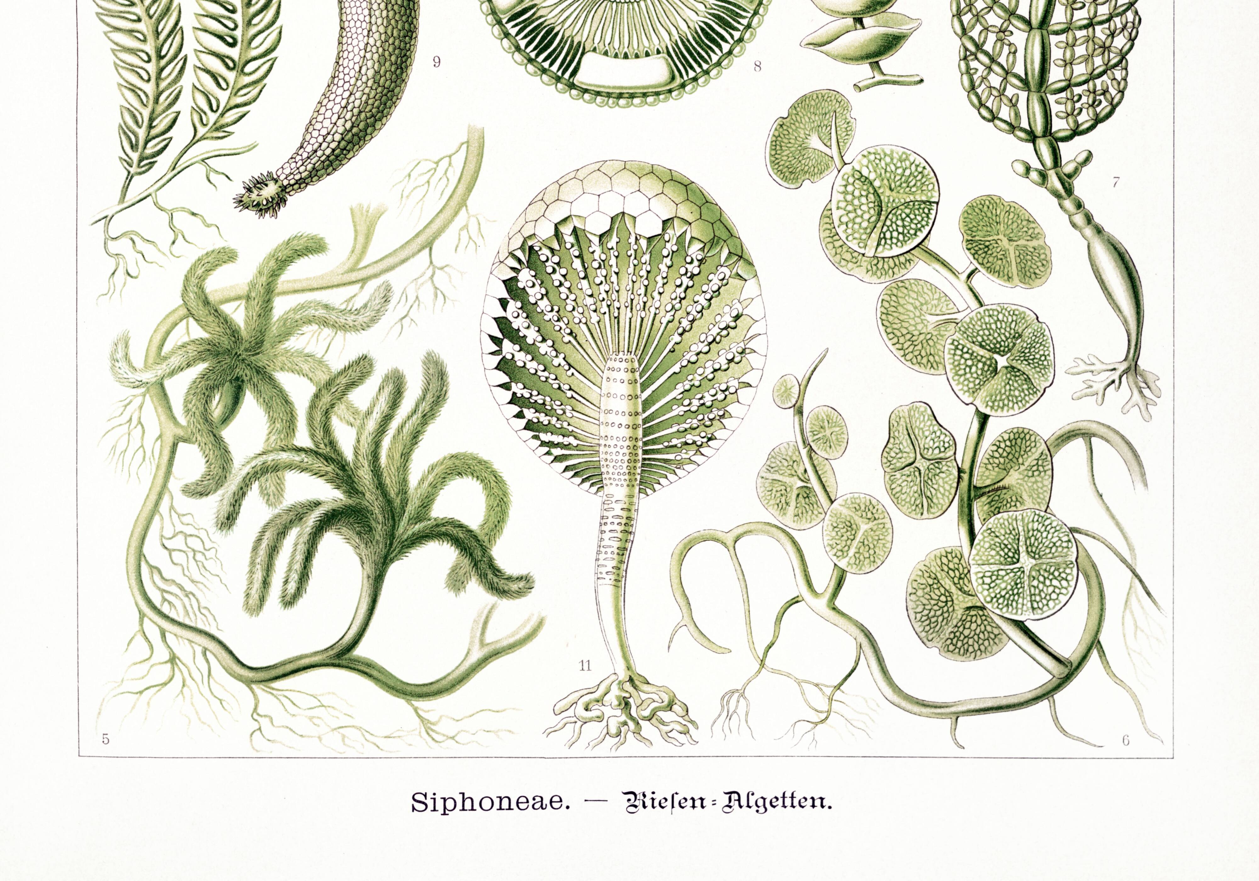 Poster about algae, based on an old lithograph from 1904.