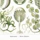 Poster about algae, based on an old lithograph from 1904.