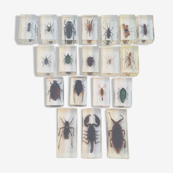 Lot of 19 insects in resin inclusion