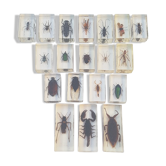 Lot de 19 insectes en inclusion résine