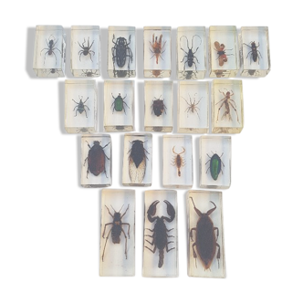 Lot of 19 insects in resin inclusion