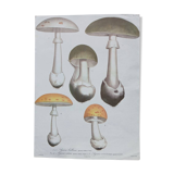 1970s Botanical Poster - Mushrooms 1