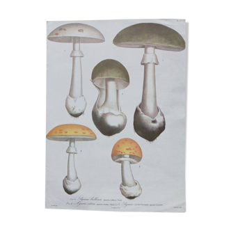 1970s Botanical Poster - Mushrooms 1