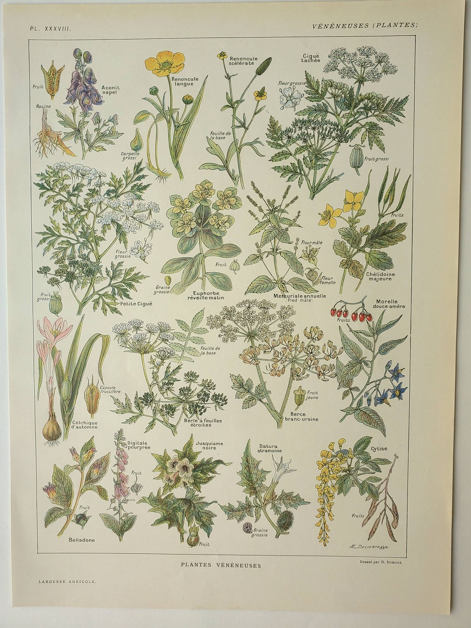 Old engraving 1922, Poisonous plants, flora, plant, flower • Lithograph, original illustration