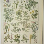 Old engraving 1922, Poisonous plants, flora, plant, flower • Lithograph, original illustration