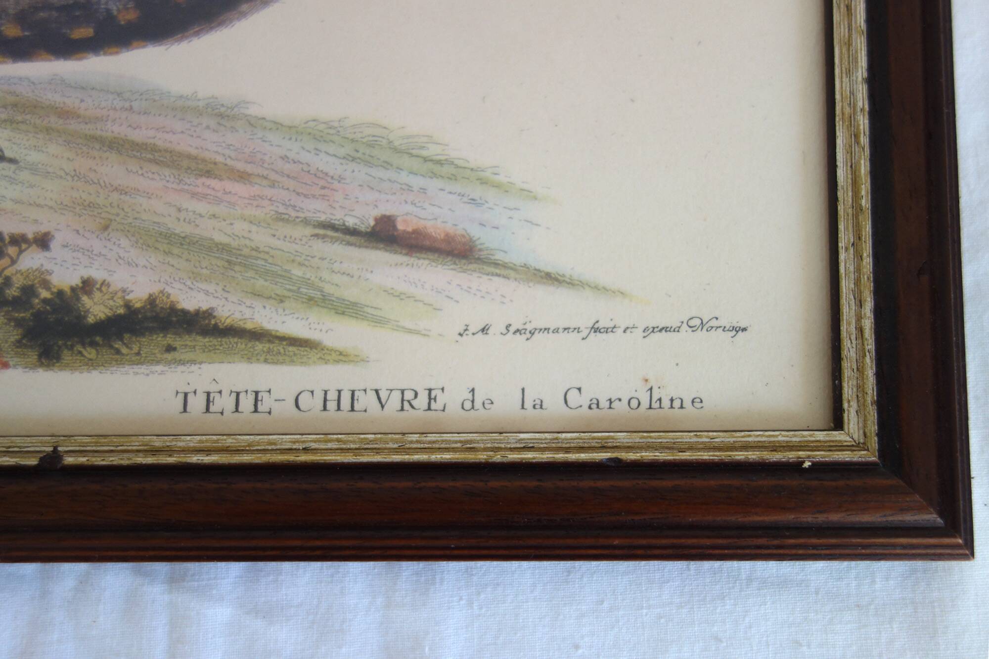 2 plates of ornithological bird engravings