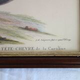 2 plates of ornithological bird engravings