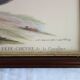 2 plates of ornithological bird engravings