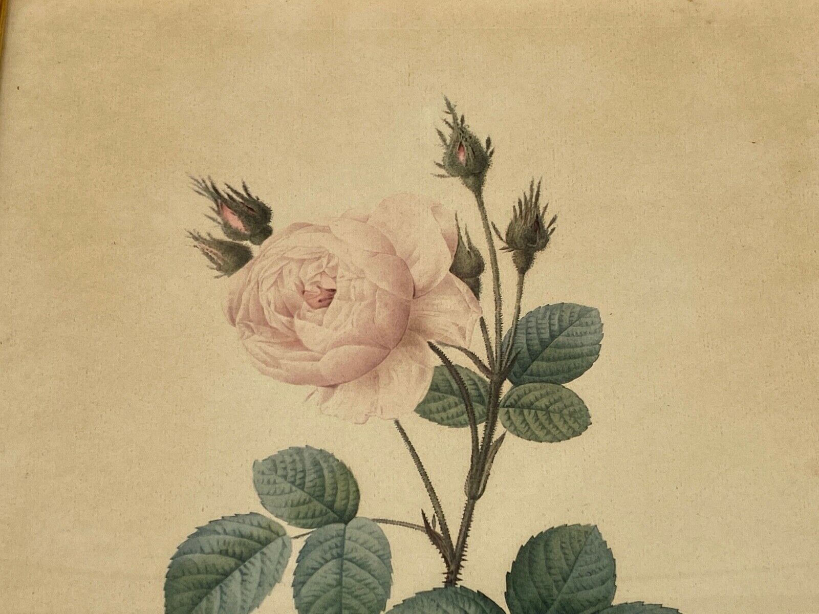Lithographie rosier redoute Langlois Remond mousseux a fleurs blanches