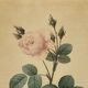 Lithographie rosier redoute Langlois Remond mousseux a fleurs blanches