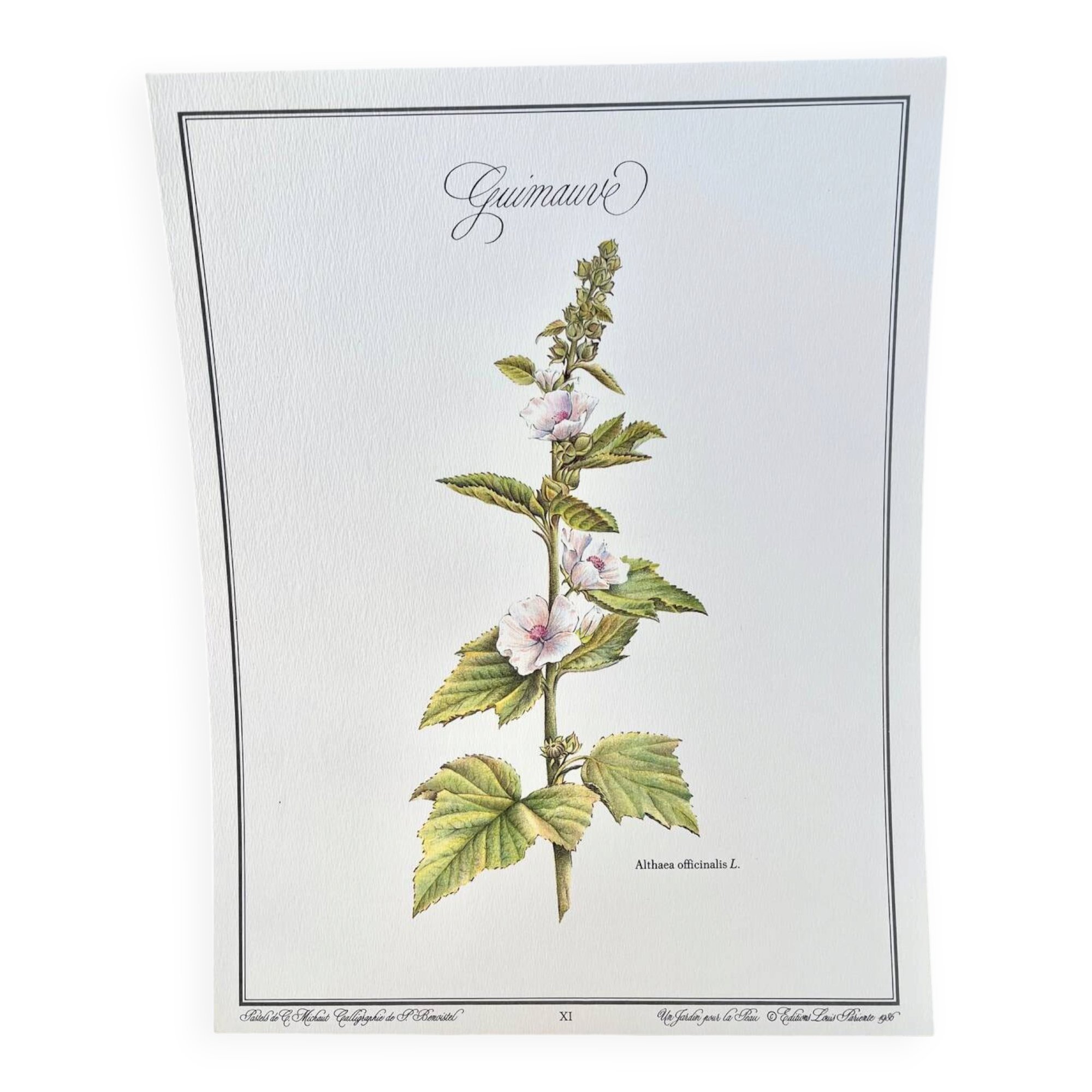 Botanical plate – Marshmallow – Louis Pariente, 1986