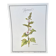 Botanical plate – Marshmallow – Louis Pariente, 1986