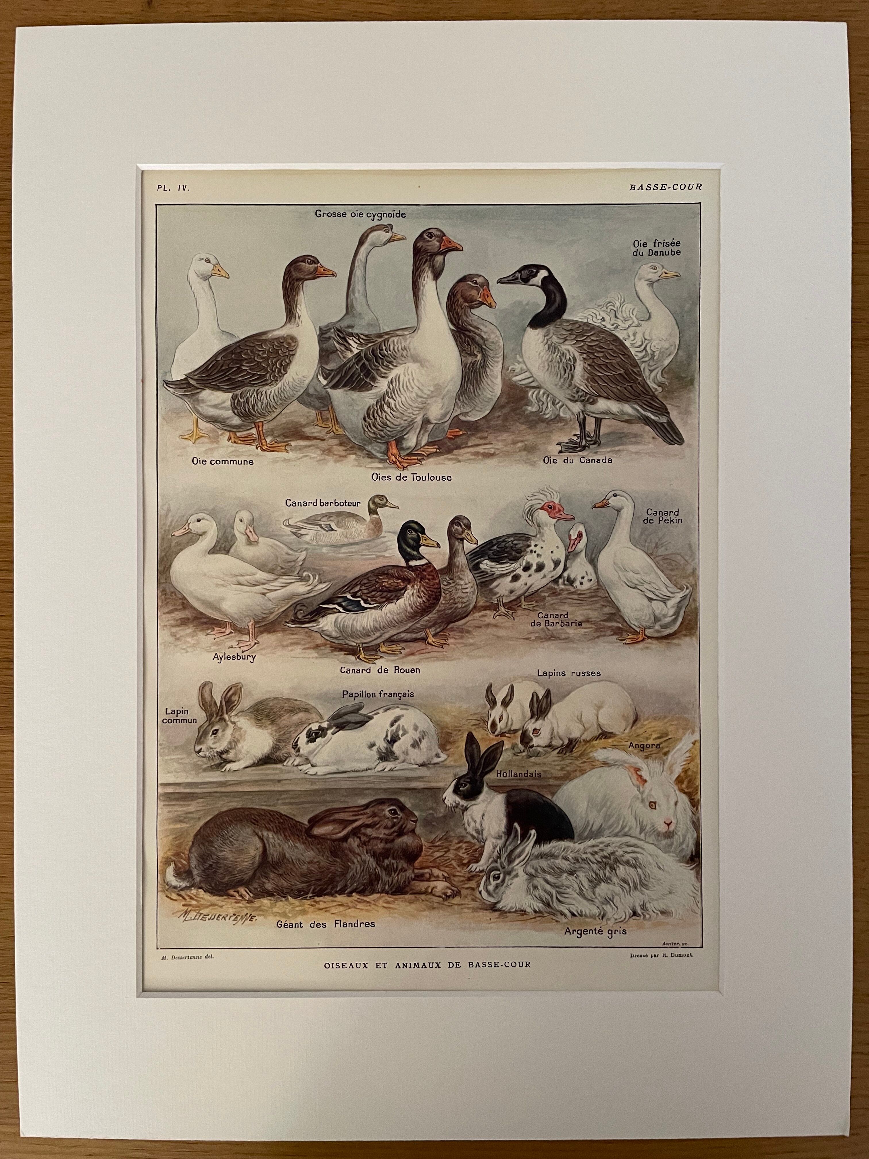 Lithograph on backyard birds from 1921 (IV)