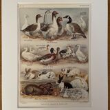 Lithograph on backyard birds from 1921 (IV)
