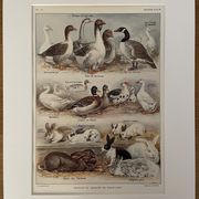 Lithograph on backyard birds from 1921 (IV)