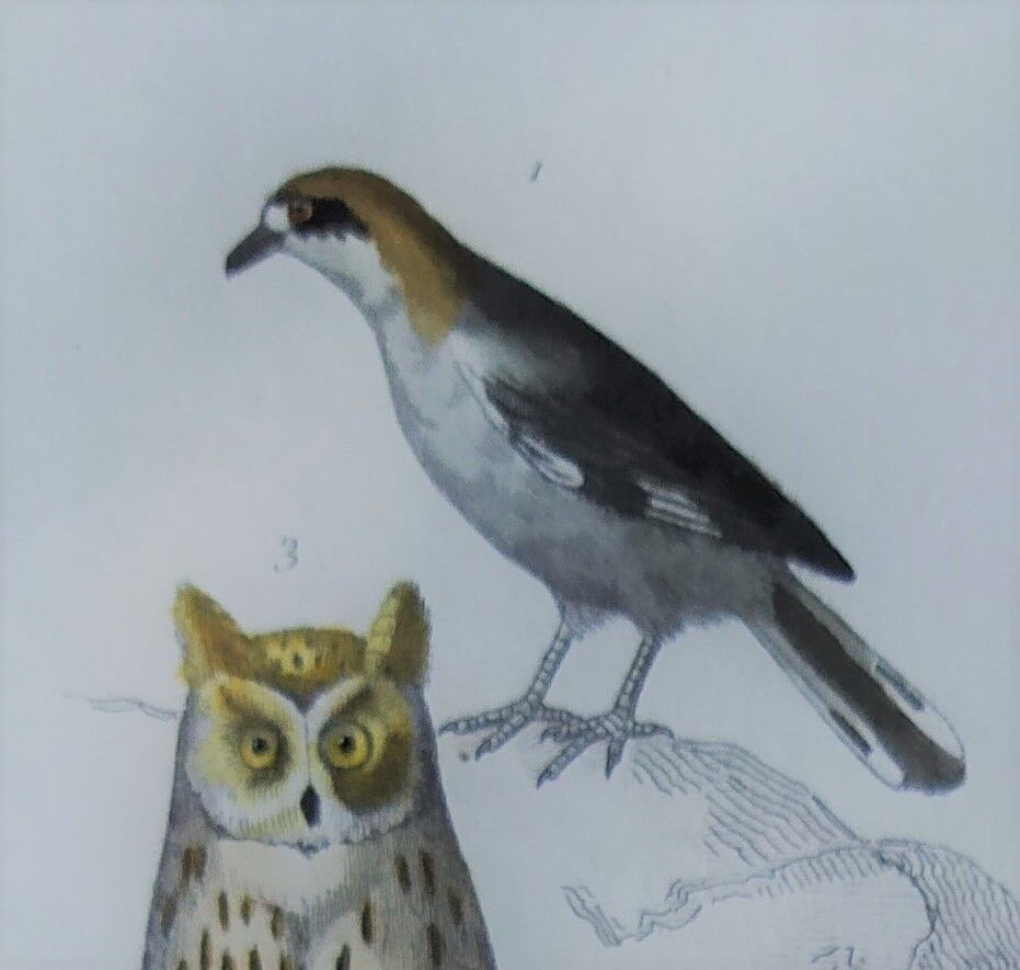 Original Ornithological plate " Ecorcheur - Grand Duke - &c... " Buffon (1836)