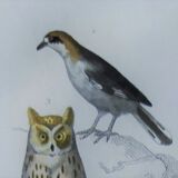 Original Ornithological plate " Ecorcheur - Grand Duke - &c... " Buffon (1836)