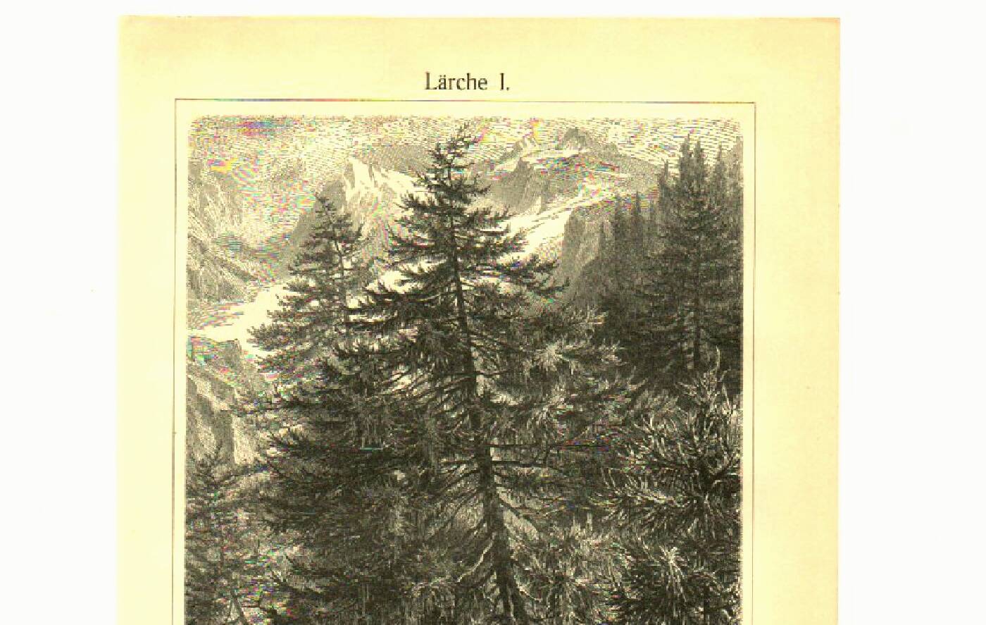 Botanical engraving from 1904 - Larch - Coniferous tree of the mountains and Alps