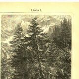 Botanical engraving from 1904 - Larch - Coniferous tree of the mountains and Alps