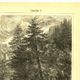 Botanical engraving from 1904 - Larch - Coniferous tree of the mountains and Alps
