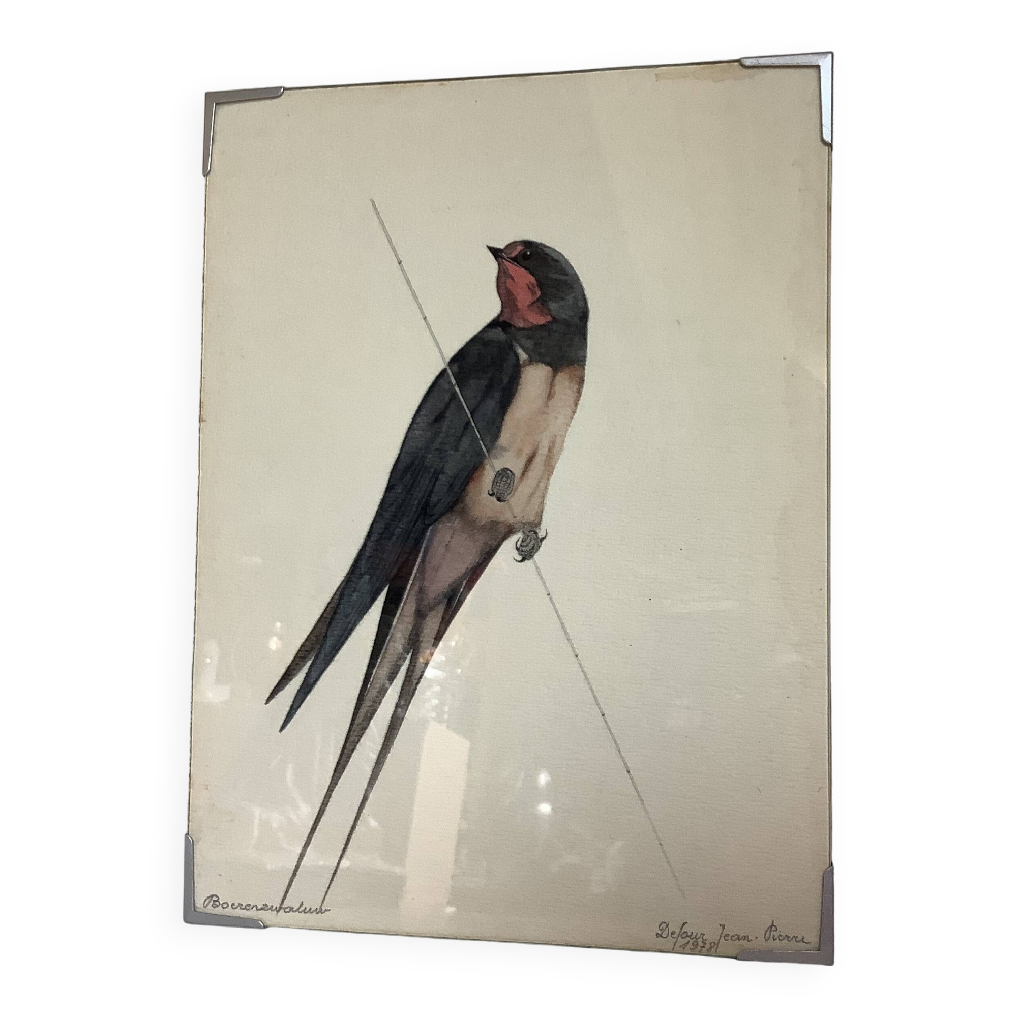 Bird ornithological board