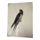 Bird ornithological board