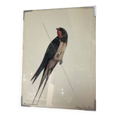 Planche ornithologique oiseau