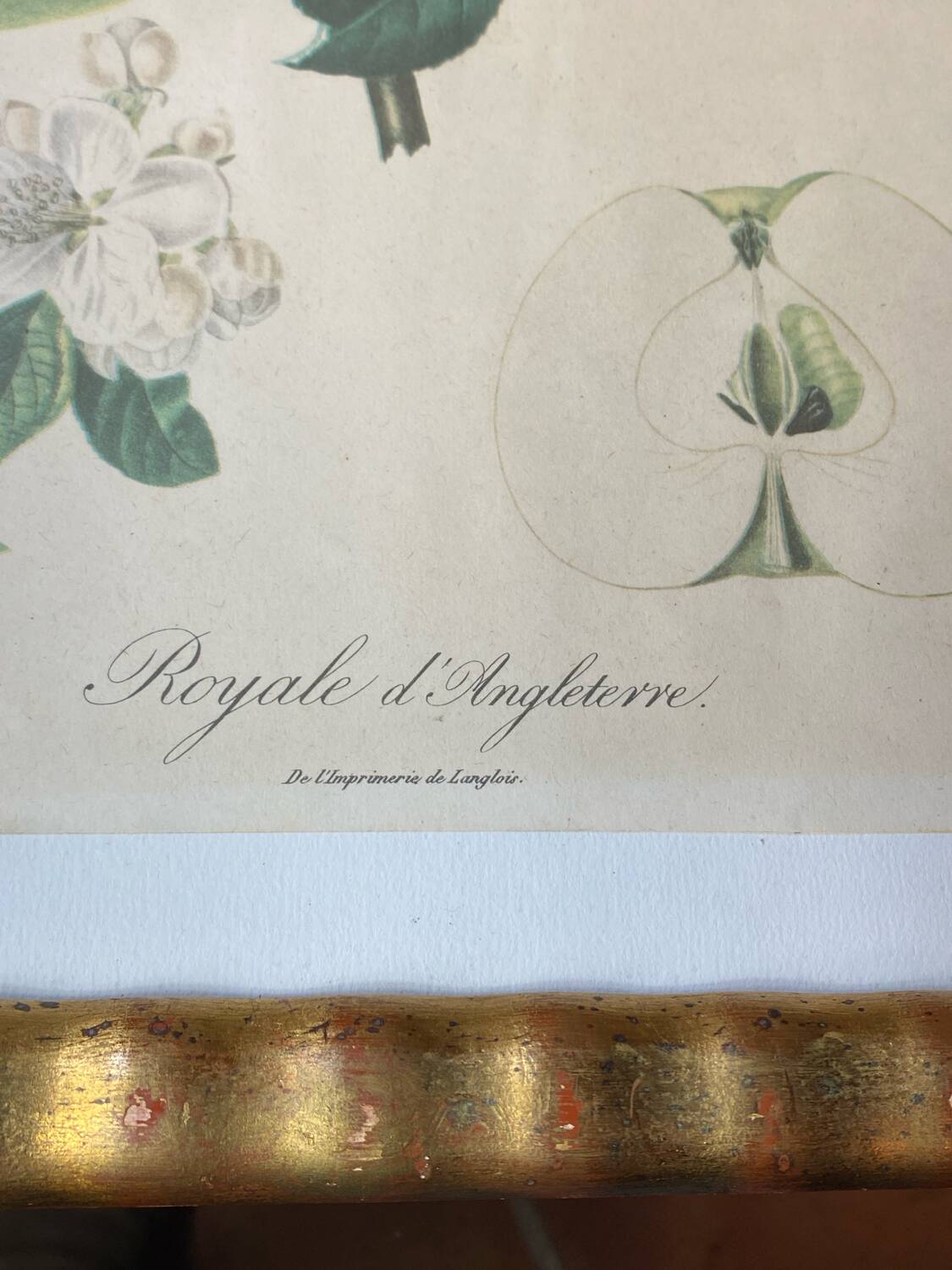 Botanical poster, Langlois print, Royal apple of England