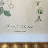 Botanical poster, Langlois print, Royal apple of England