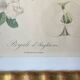 Botanical print, Langlois print, Royal Apple of England