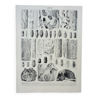 Gravure ancienne 1928, Insectes xylophages 2, dégâts aux arbres • Lithographie, Planche originale