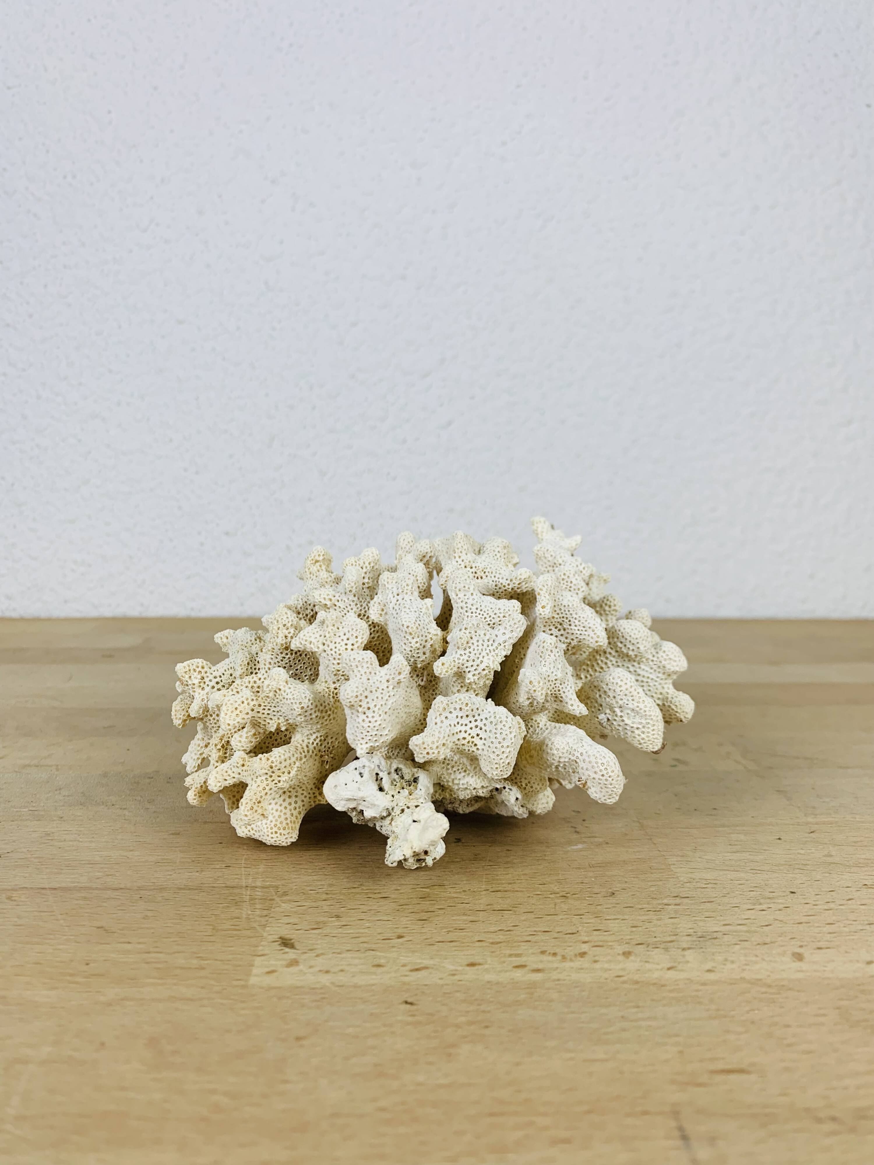 Old white coral 14 cm