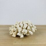 Old white coral 14 cm