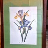Iris botanical board
